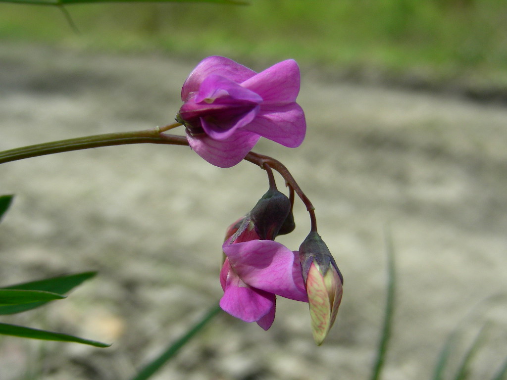 Lathyrus linifolius / Cicerchia a foglie di lino